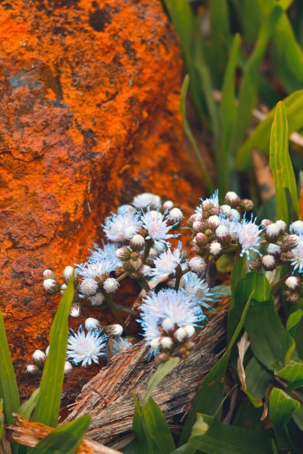Pousada Flor De Lotus Dos Canyons Praia Grande  Dış mekan fotoğraf